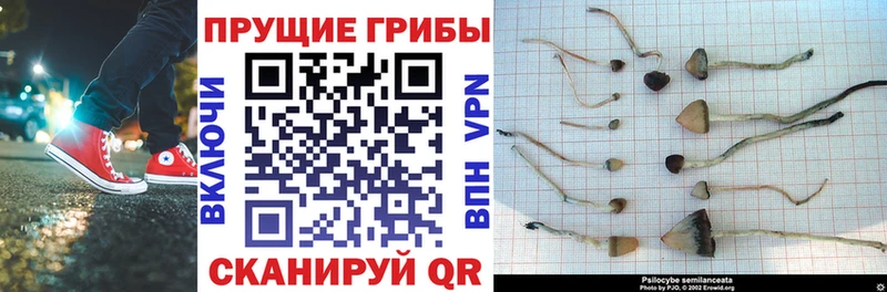 Псилоцибиновые грибы GOLDEN TEACHER  Купить где  Дудинка 